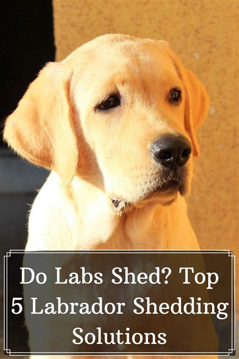 my lab sheds excessively.